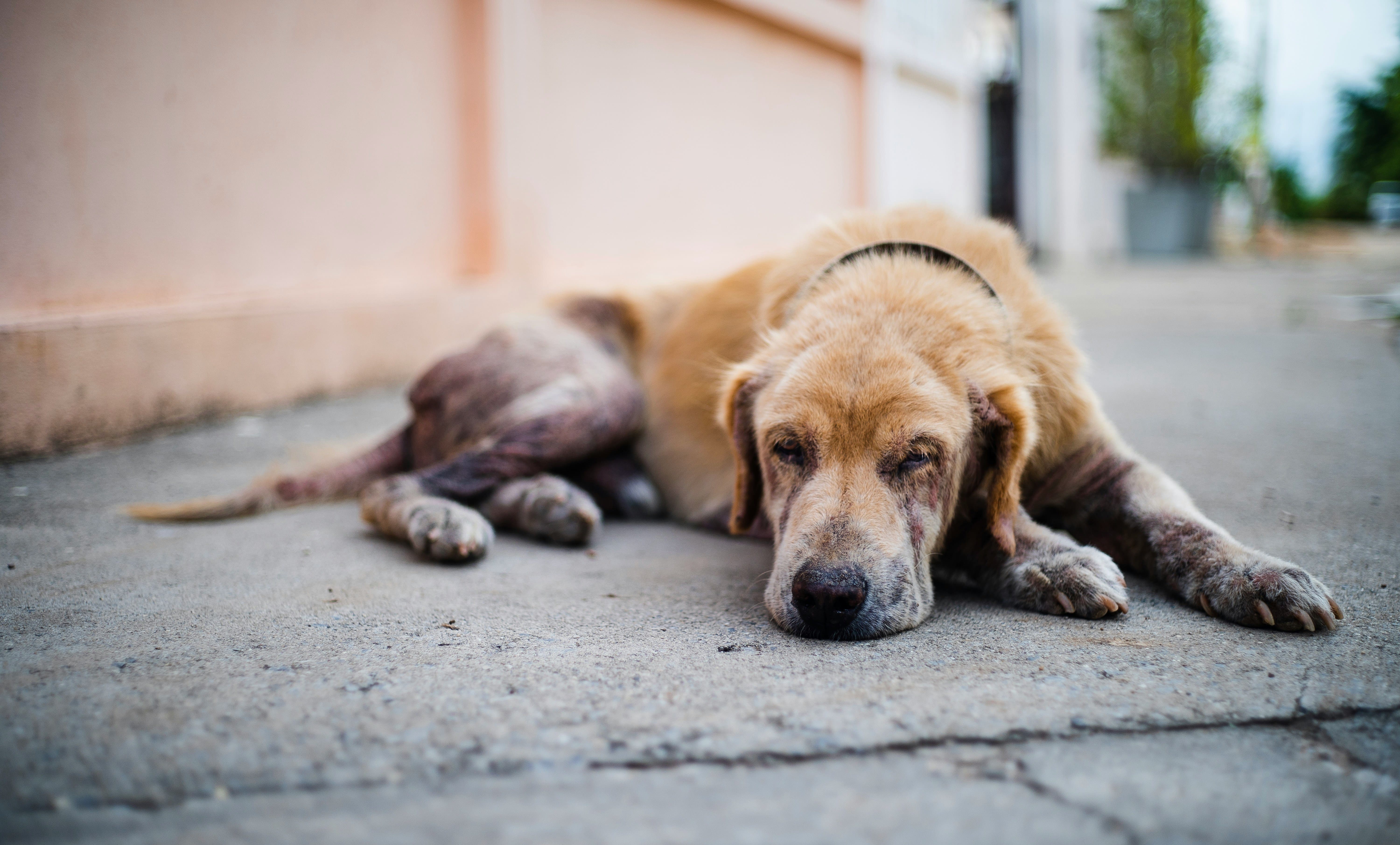 41 Breeds, One Overdue Conversation: When You Spay or Neuter Your Dog Actually Matters