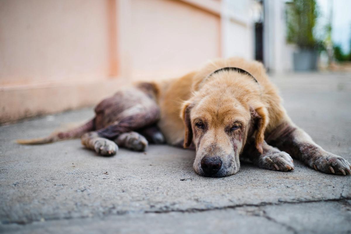 41 Breeds, One Overdue Conversation: When You Spay or Neuter Your Dog Actually Matters