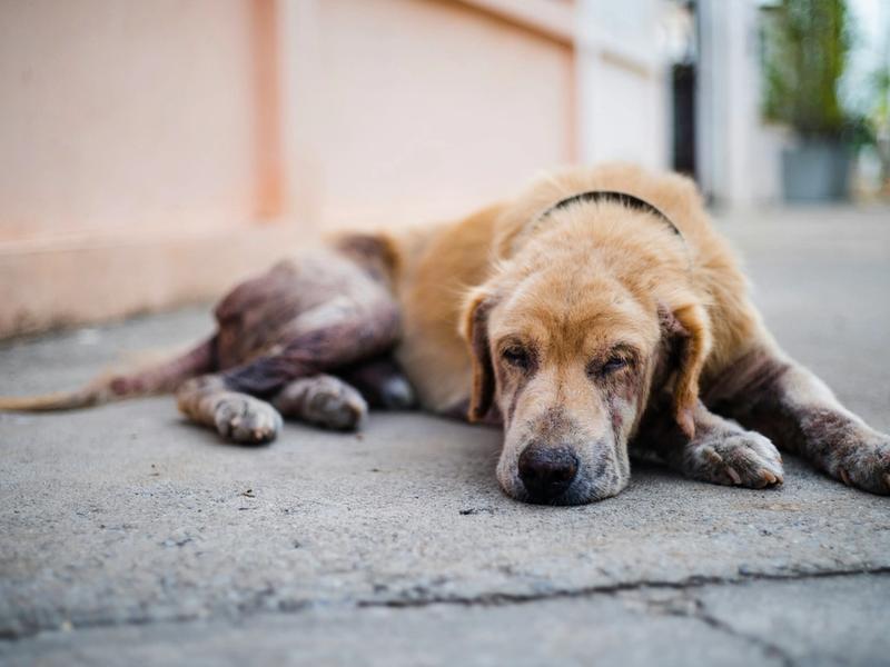 41 Breeds, One Overdue Conversation: When You Spay or Neuter Your Dog Actually Matters