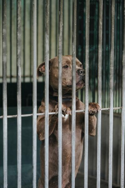 Shelter Dog