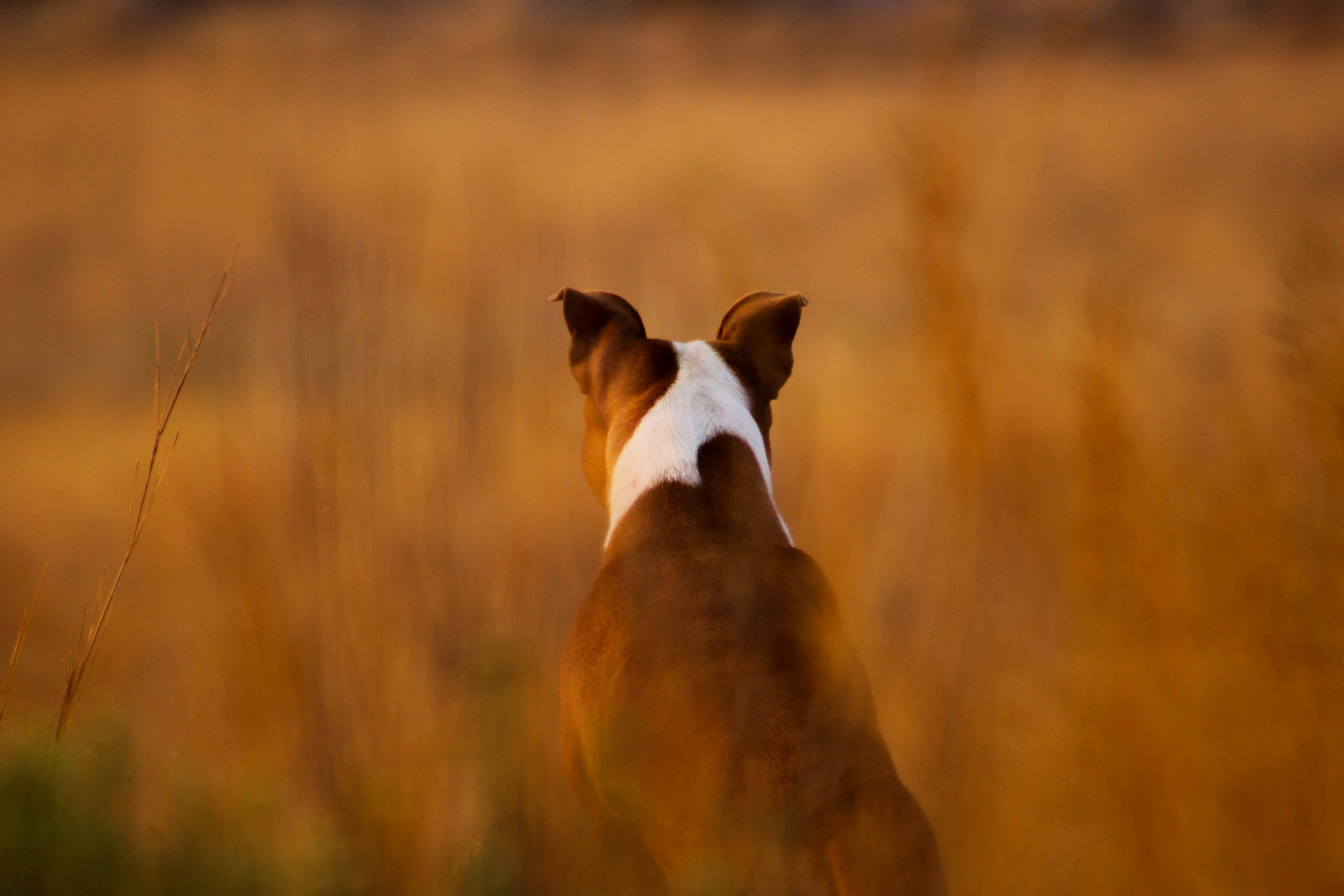 320,000 Dogs Euthanized in 2025. And the Ones Nobody Wants Are Getting Bigger.