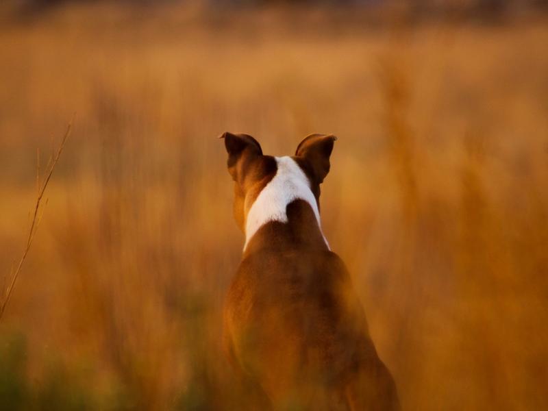 320,000 Dogs Euthanized in 2025. And the Ones Nobody Wants Are Getting Bigger.