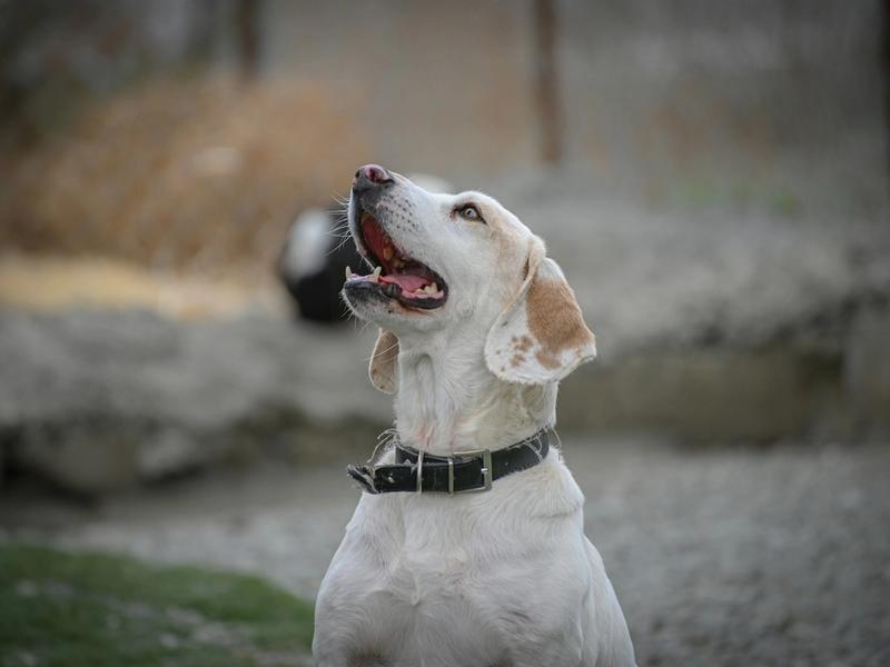5.8 Million Dogs and Cats Entered Shelters in 2025. Save Rate Hit 82%