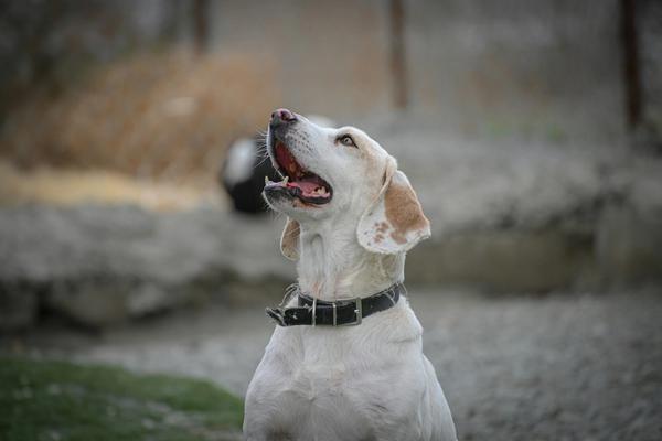 5.8 Million Dogs and Cats Entered Shelters in 2025. Save Rate Hit 82%