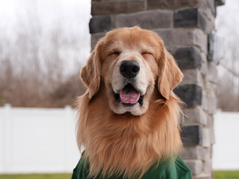Top Dog Influencers Earn Millions. Tucker Budzyn Makes $40-60K Per YouTube Post