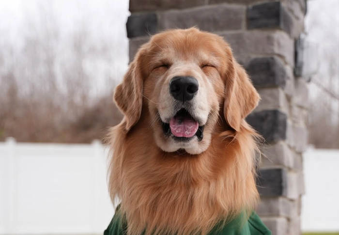 Top Dog Influencers Earn Millions. Tucker Budzyn Makes $40-60K Per YouTube Post
