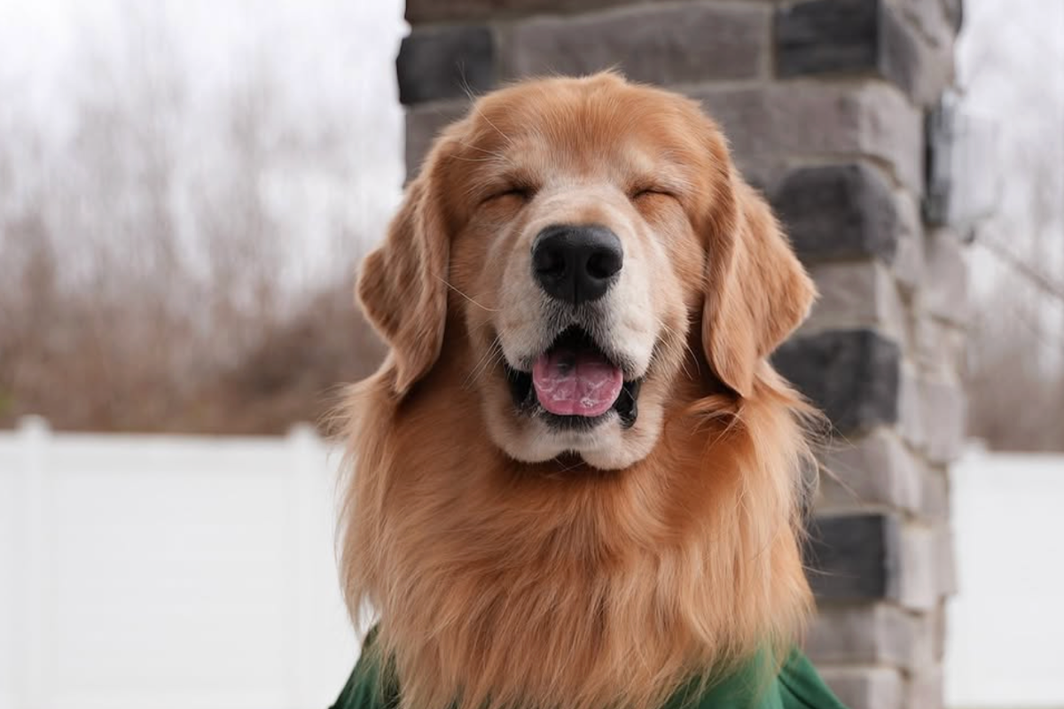 Top Dog Influencers Earn Millions. Tucker Budzyn Makes $40-60K Per YouTube Post