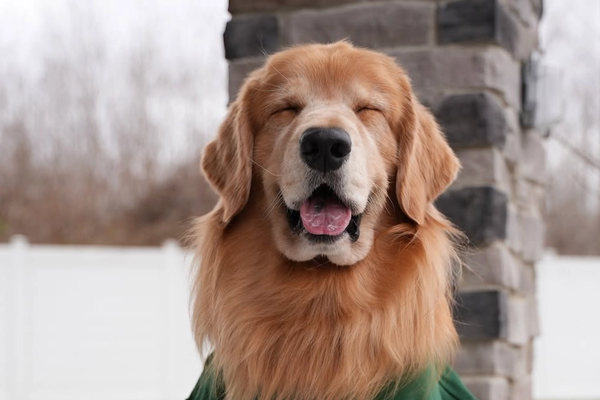 Top Dog Influencers Earn Millions. Tucker Budzyn Makes $40-60K Per YouTube Post