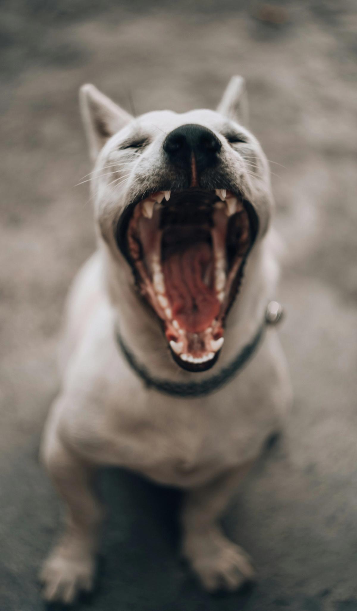 Dogs Have Dental Problems