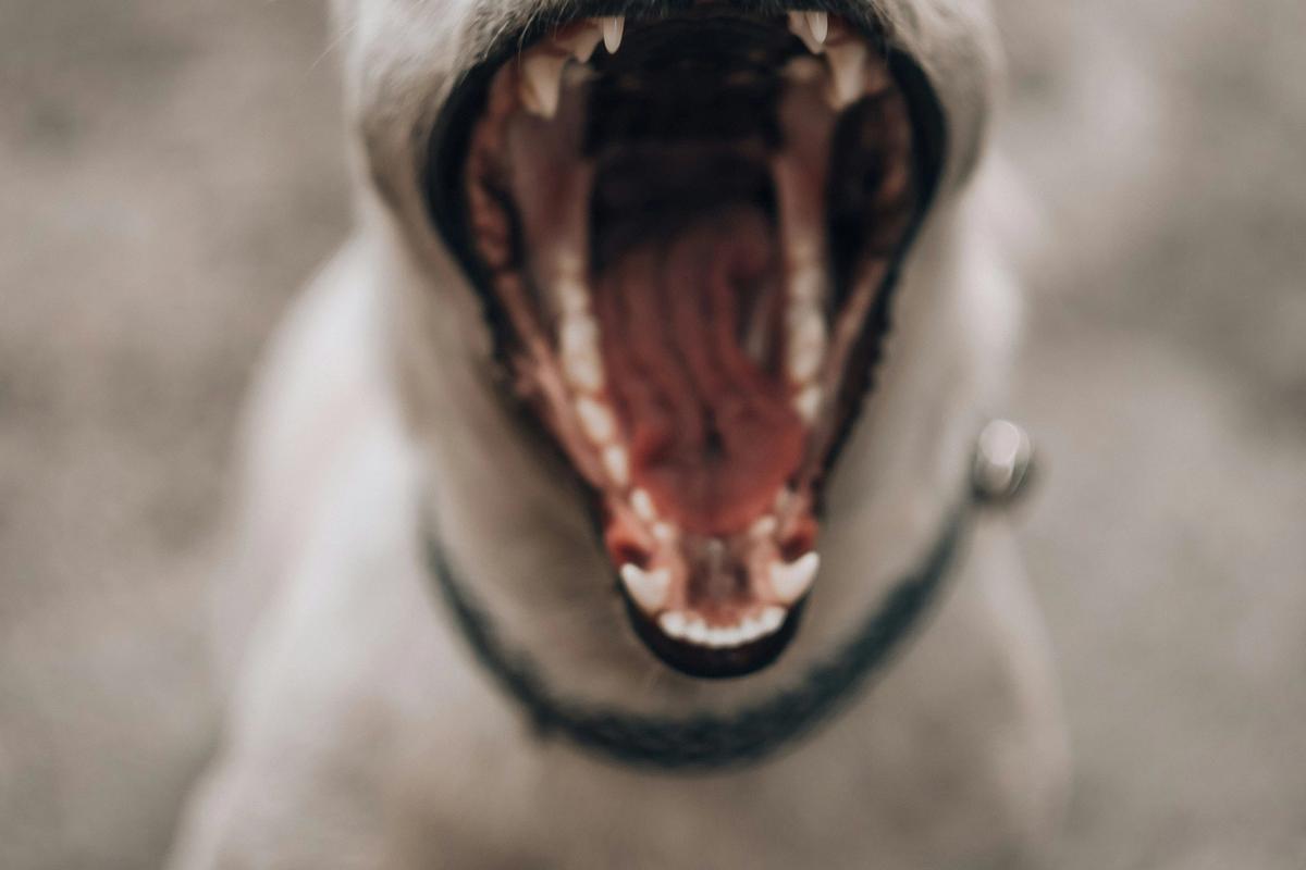 Dogs Have Dental Problems