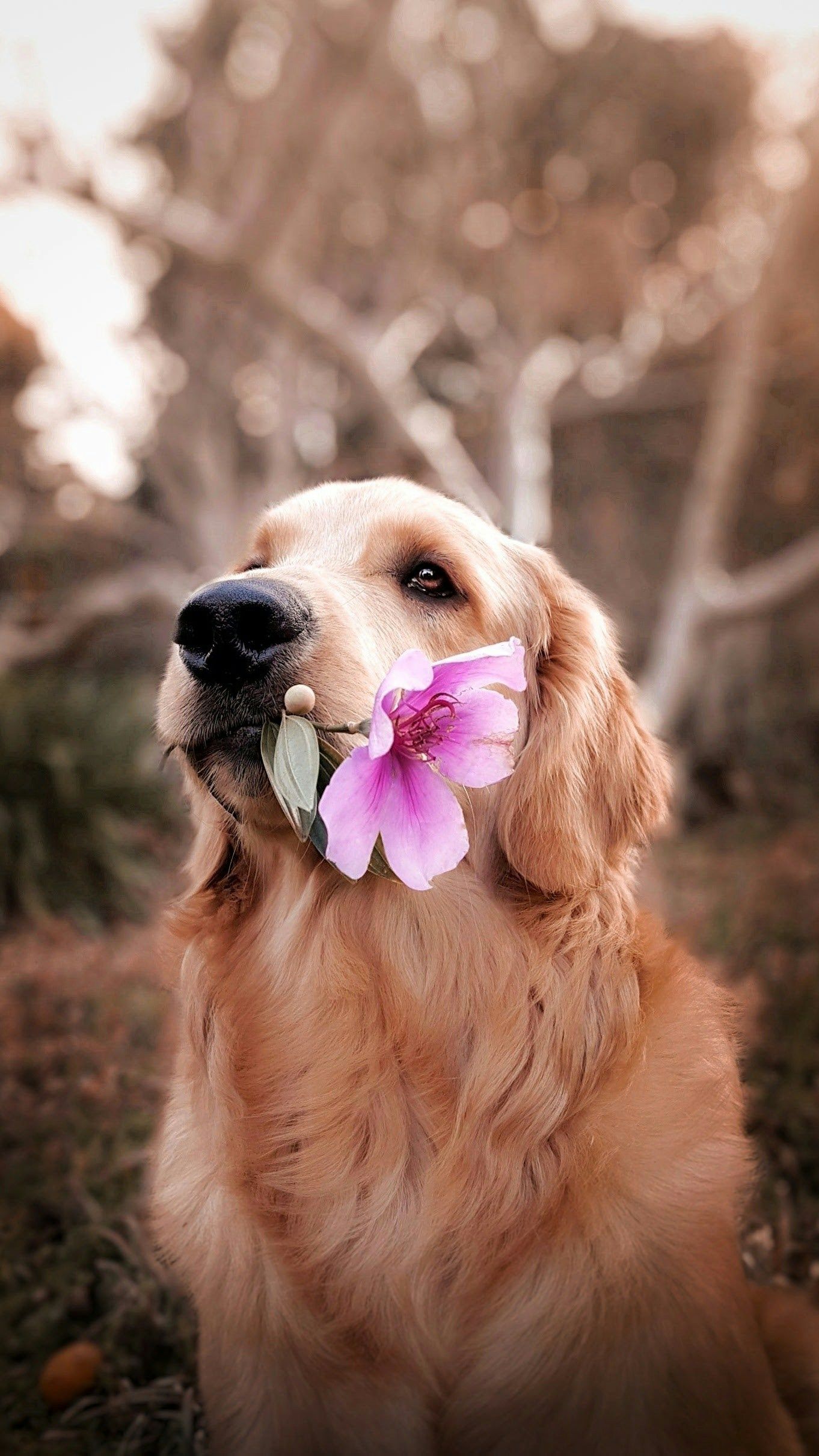 Your Dog's 20-Minute Sniff Walk Burns More Energy Than an Hour-Long Jog. Vets Finally Explain Why