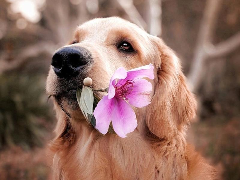 Your Dog's 20-Minute Sniff Walk Burns More Energy Than an Hour-Long Jog. Vets Finally Explain Why