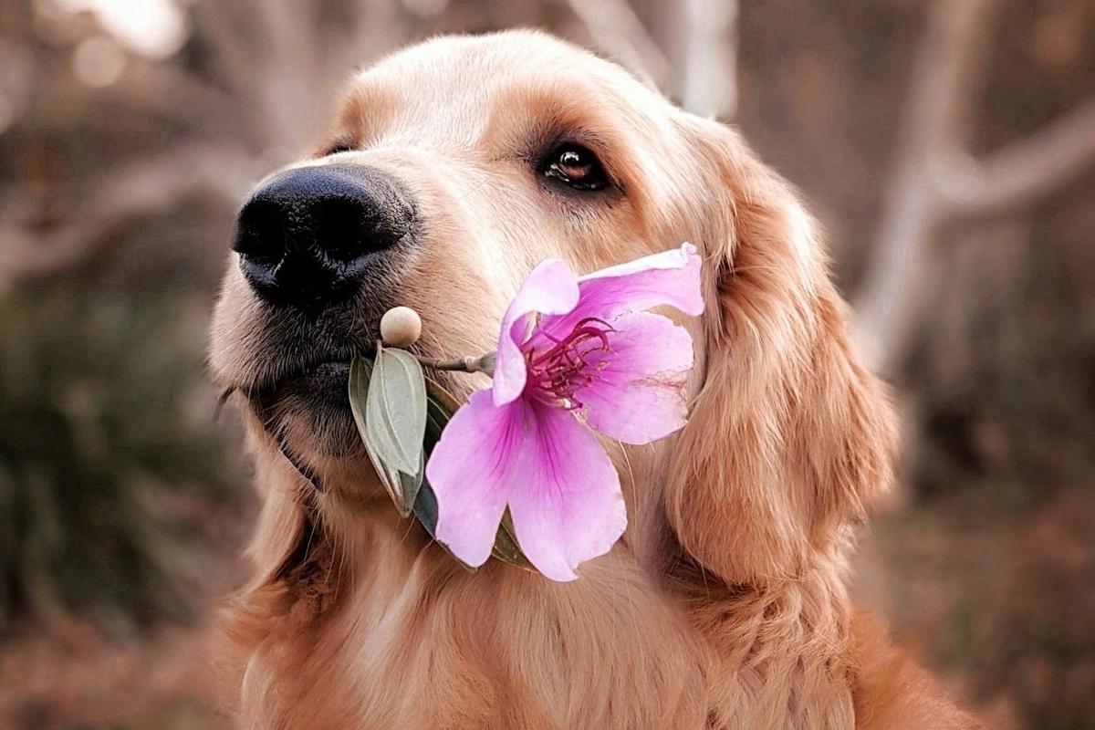 Your Dog's 20-Minute Sniff Walk Burns More Energy Than an Hour-Long Jog. Vets Finally Explain Why