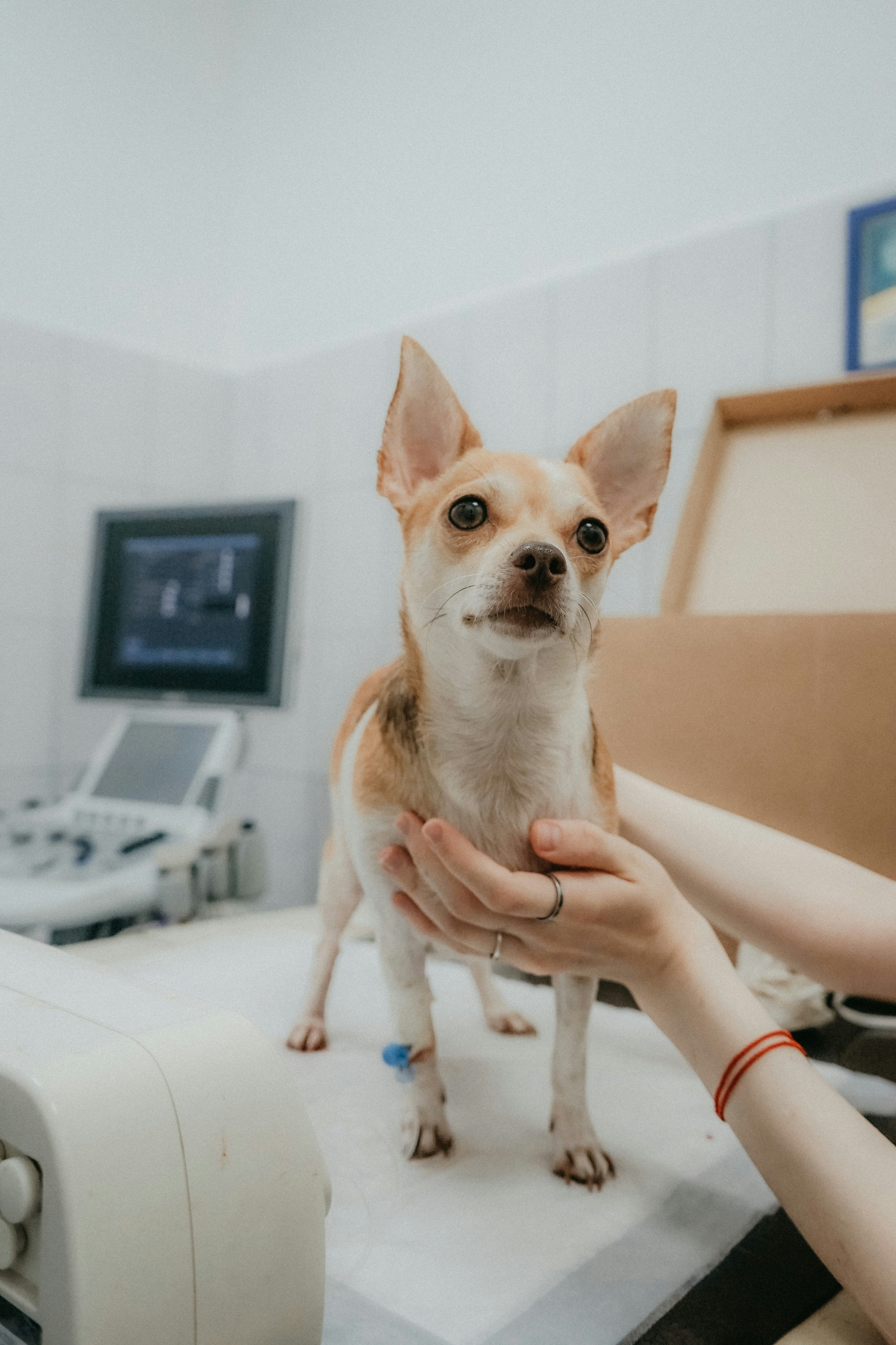 vet clinic