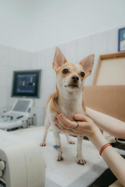Vet Visits