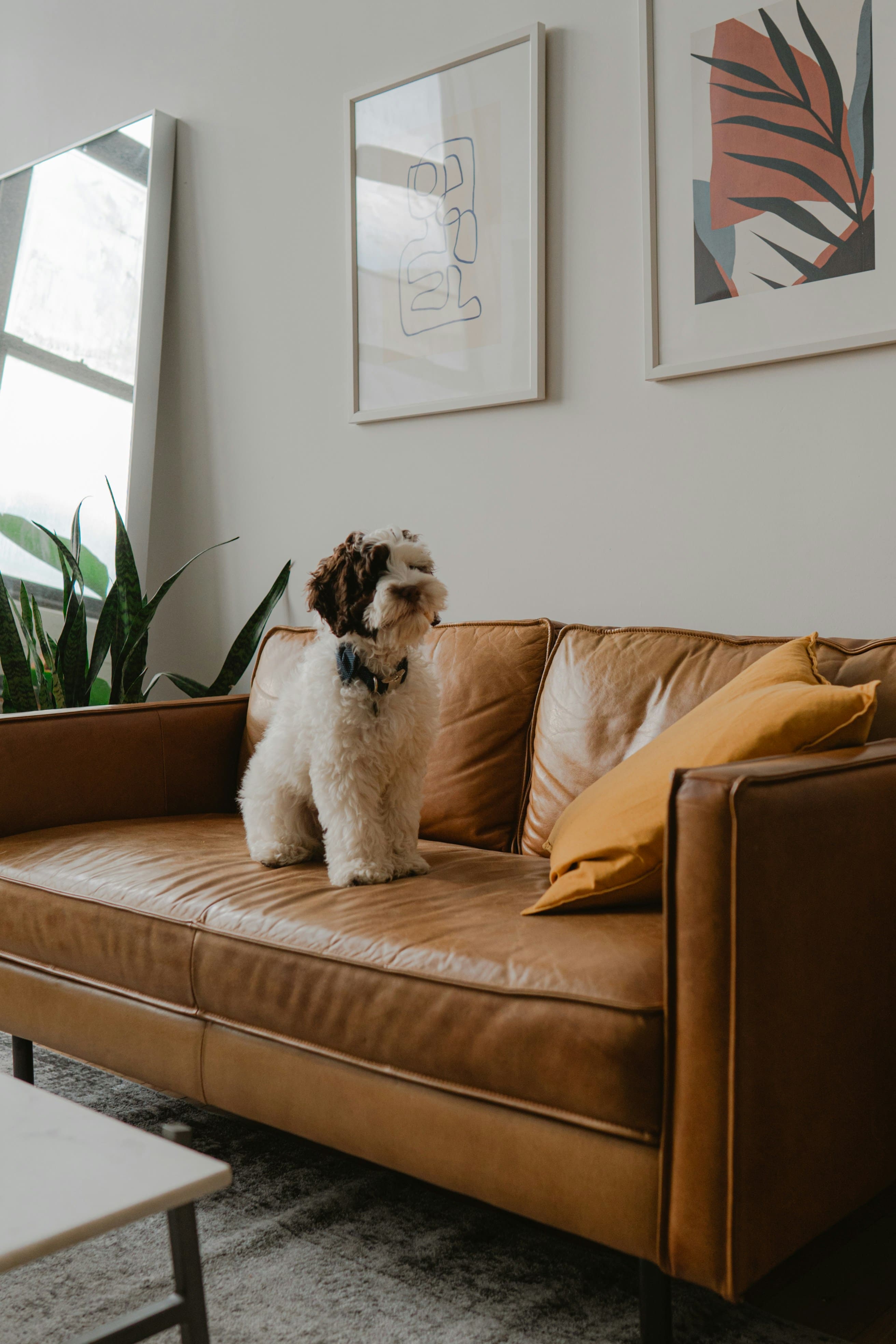 dog on the sofa