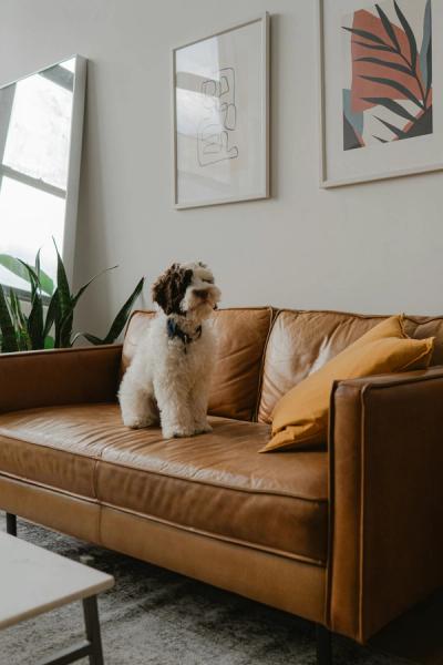 dog on the sofa