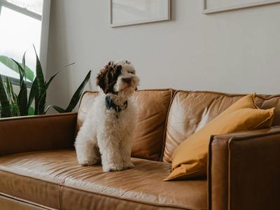 dog on the sofa