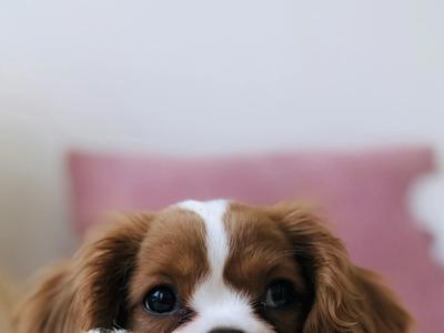 puppy