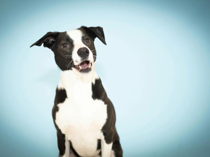 Dog DNA Tests Now Screen 270+ Health Conditions. One Owner Caught Cancer Early