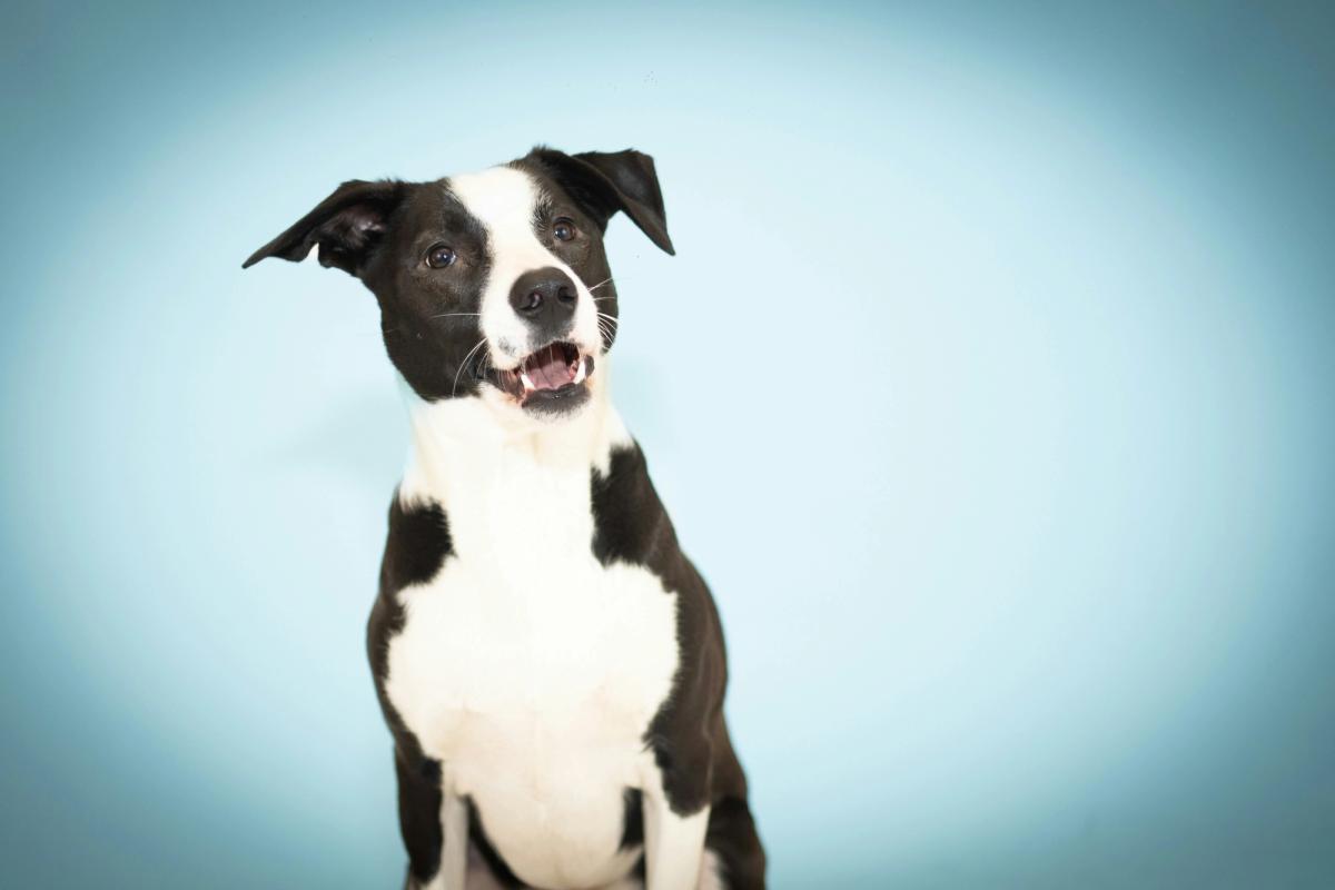 Dog DNA Tests Now Screen 270+ Health Conditions. One Owner Caught Cancer Early