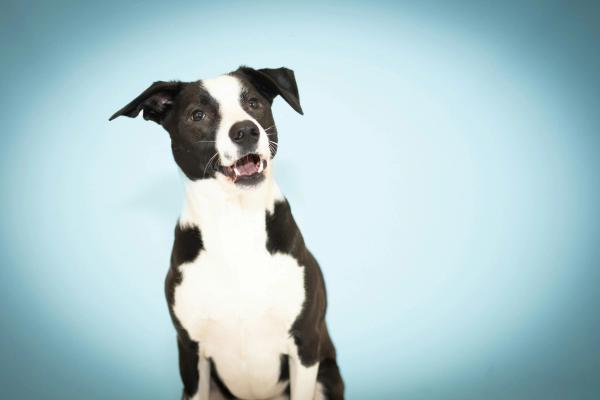 Dog DNA Tests Now Screen 270+ Health Conditions. One Owner Caught Cancer Early