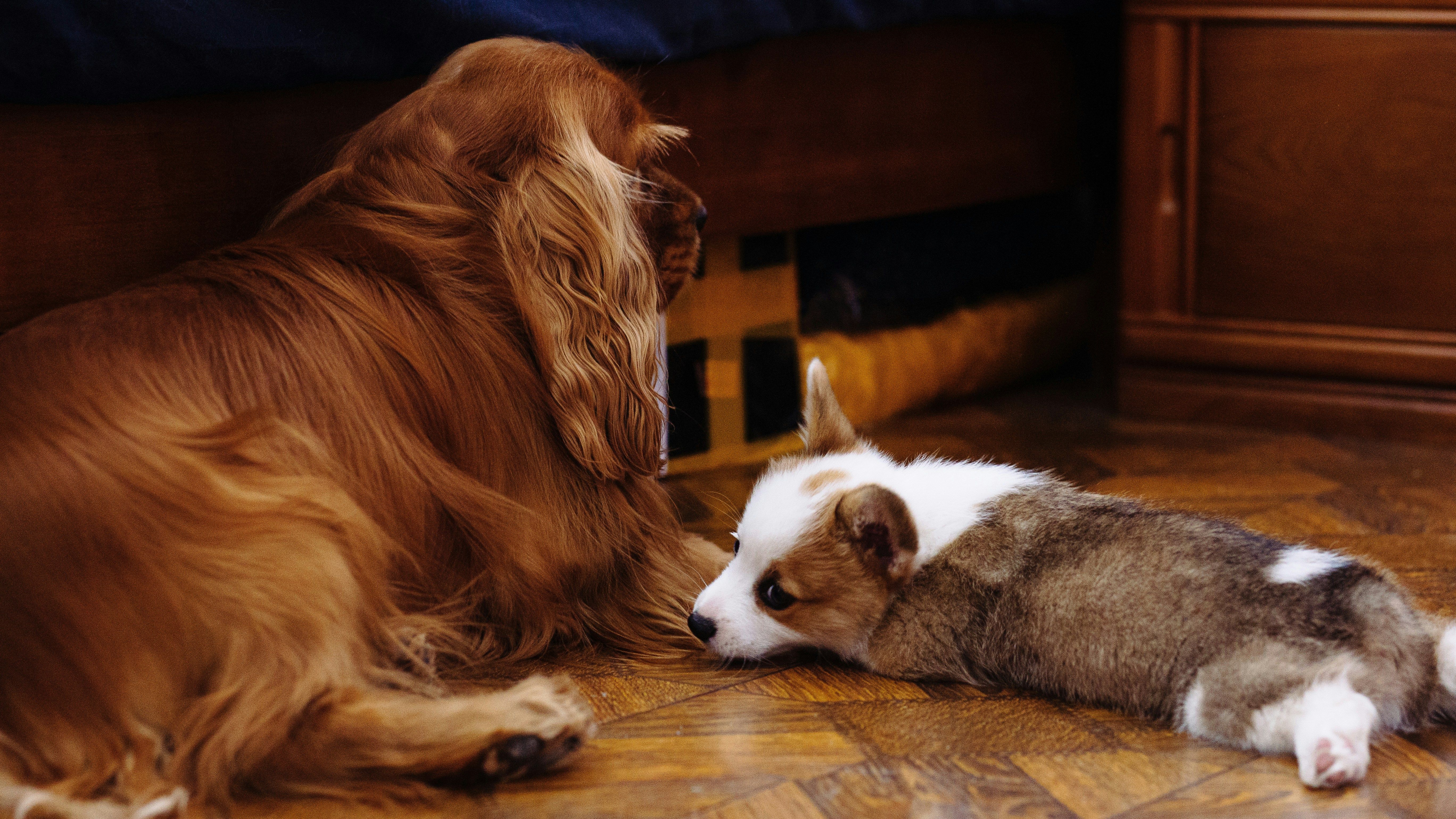 two dogs on the floor