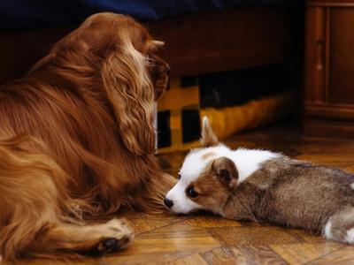 two dogs on the floor