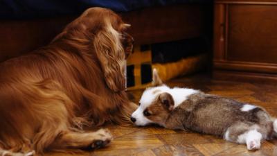 two dogs on the floor