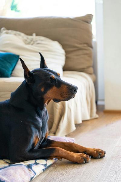 doberman lies near the bed