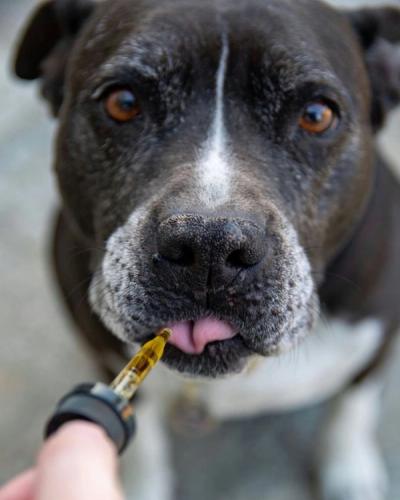 a dog taking drugs