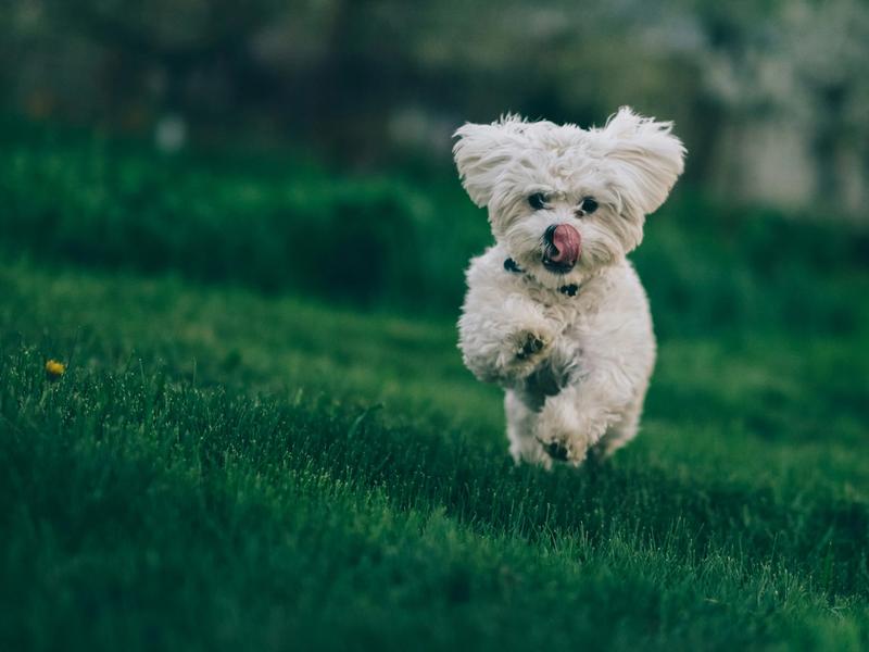 Dog DNA Tests Are a $362 Million Market. But One Owner Euthanized Her Dog Based on the Results