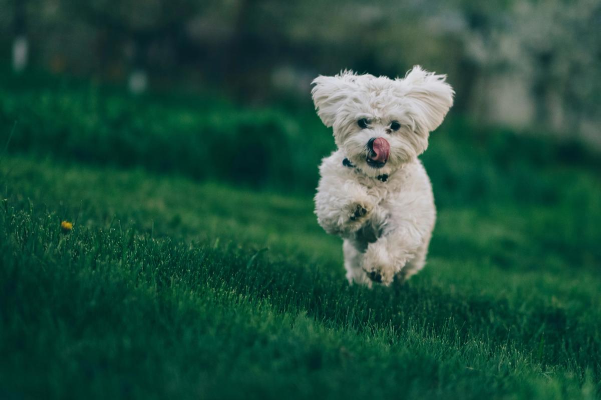 Dog DNA Tests Are a $362 Million Market. But One Owner Euthanized Her Dog Based on the Results