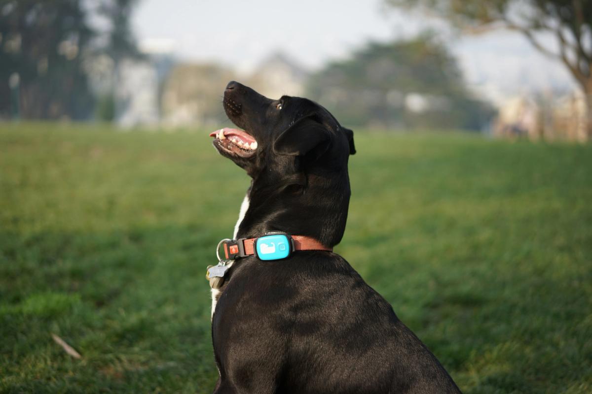 dog GPS tracker