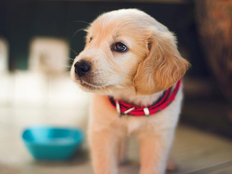 California Just Banned Pet Brokers. Five Other States Are Next. Here's What Changed January 1st