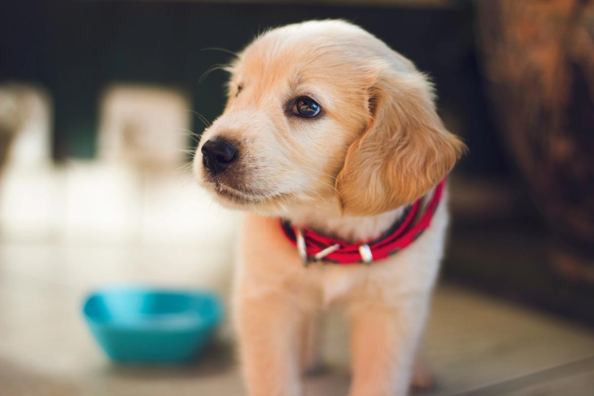California Just Banned Pet Brokers. Five Other States Are Next. Here's What Changed January 1st