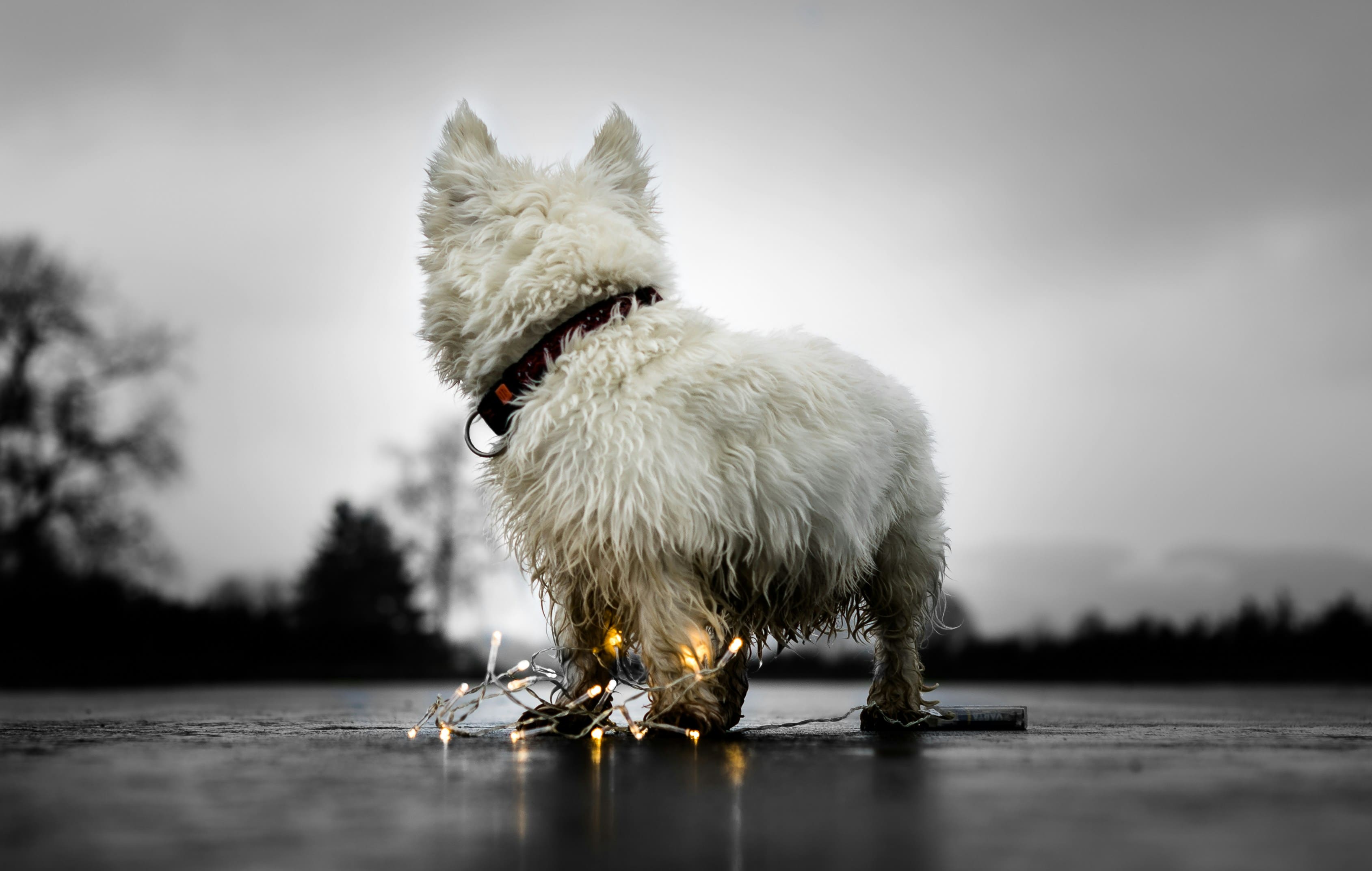 FDA Just Approved Tessie. First Medication for Both Separation Anxiety and Noise Aversion in Dogs
