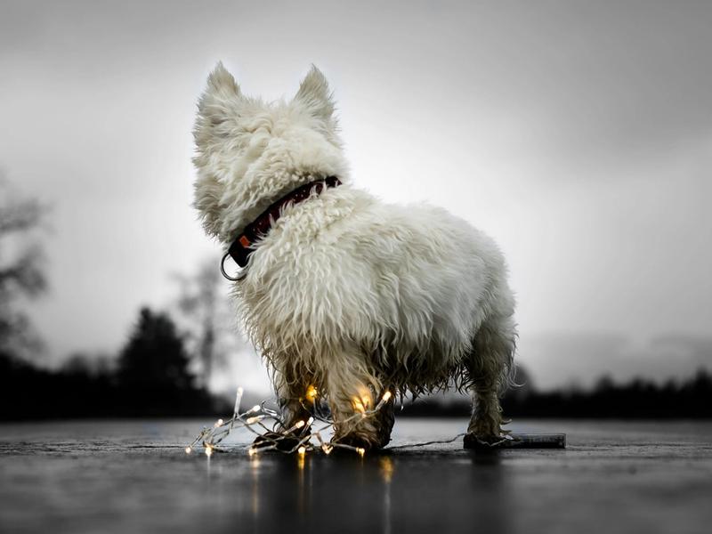 FDA Just Approved Tessie. First Medication for Both Separation Anxiety and Noise Aversion in Dogs