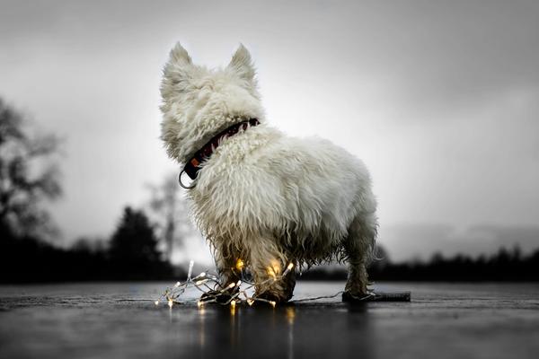 FDA Just Approved Tessie. First Medication for Both Separation Anxiety and Noise Aversion in Dogs