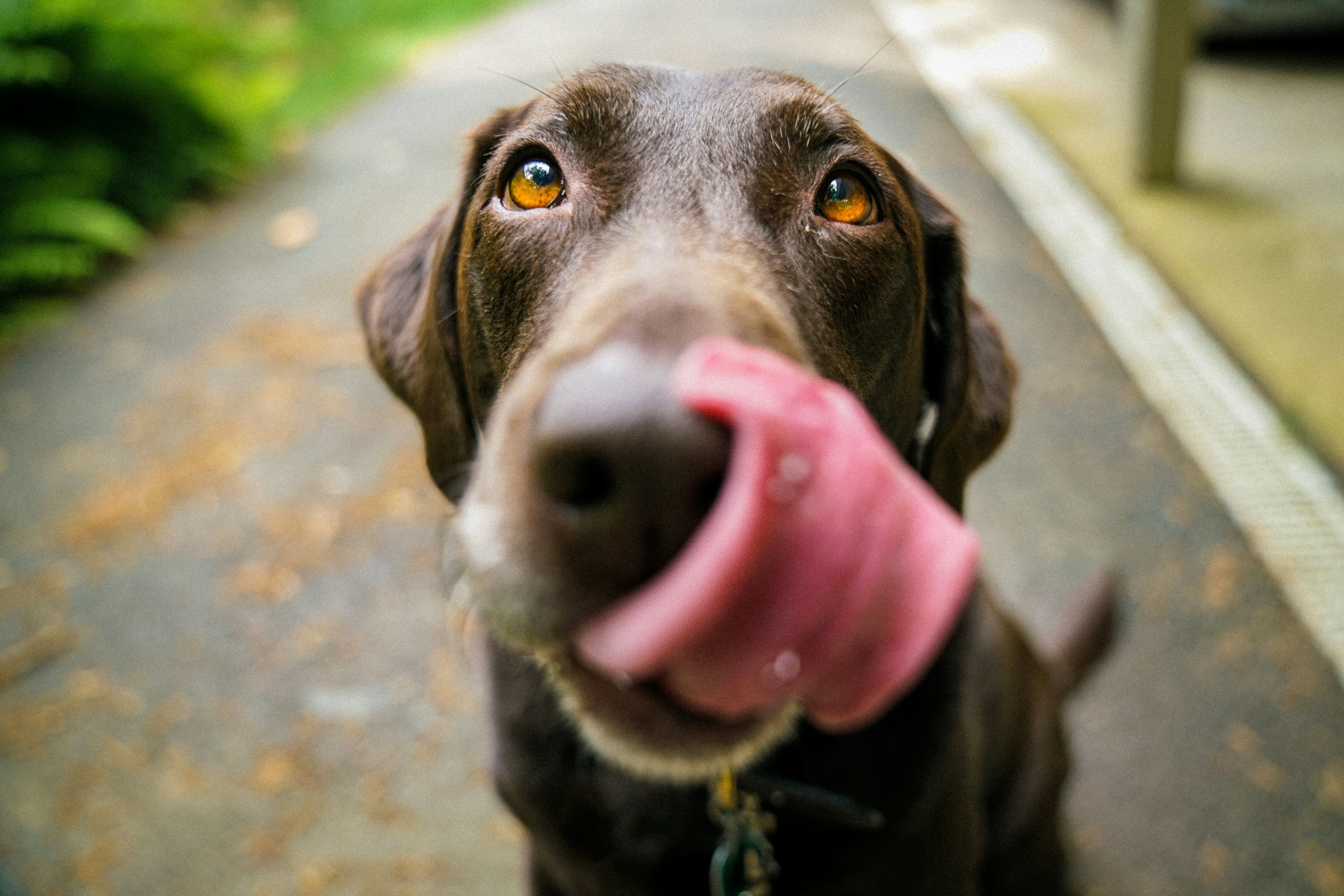 47,355 Dogs, One Surprising Answer: Long-Term CBD Is Quietly Changing Dog Behavior