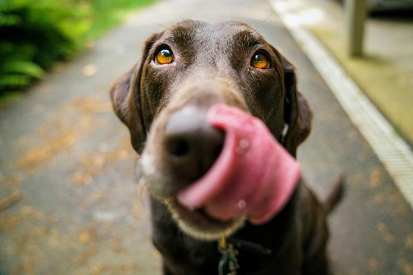 47,355 Dogs, One Surprising Answer: Long-Term CBD Is Quietly Changing Dog Behavior
