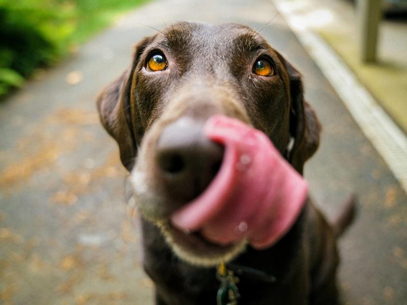 47,355 Dogs, One Surprising Answer: Long-Term CBD Is Quietly Changing Dog Behavior
