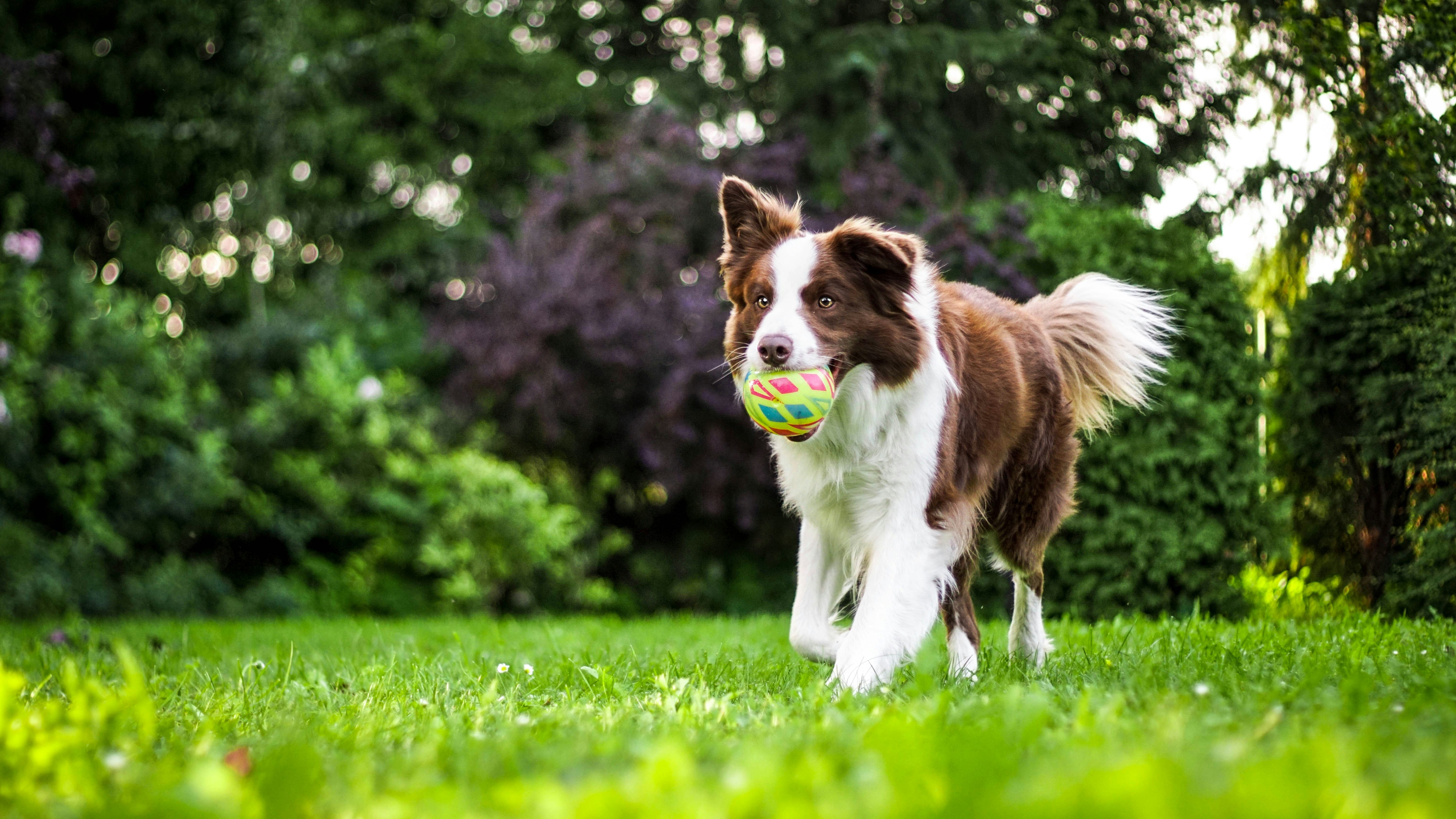 Scientists Studied 47,000 Dogs on CBD. The Aggression Results Were Unexpected
