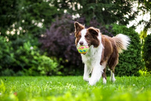 Scientists Studied 47,000 Dogs on CBD. The Aggression Results Were Unexpected