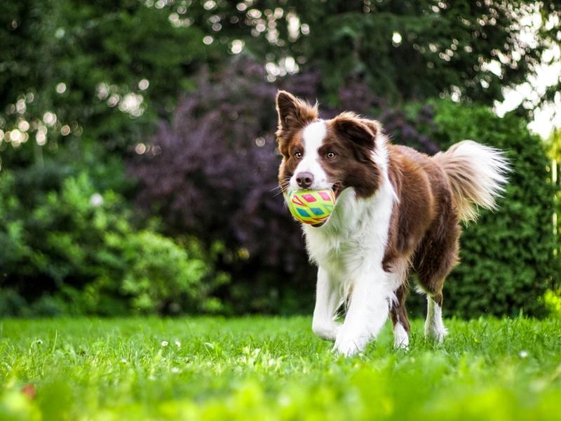 Scientists Studied 47,000 Dogs on CBD. The Aggression Results Were Unexpected