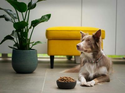 Dog Food