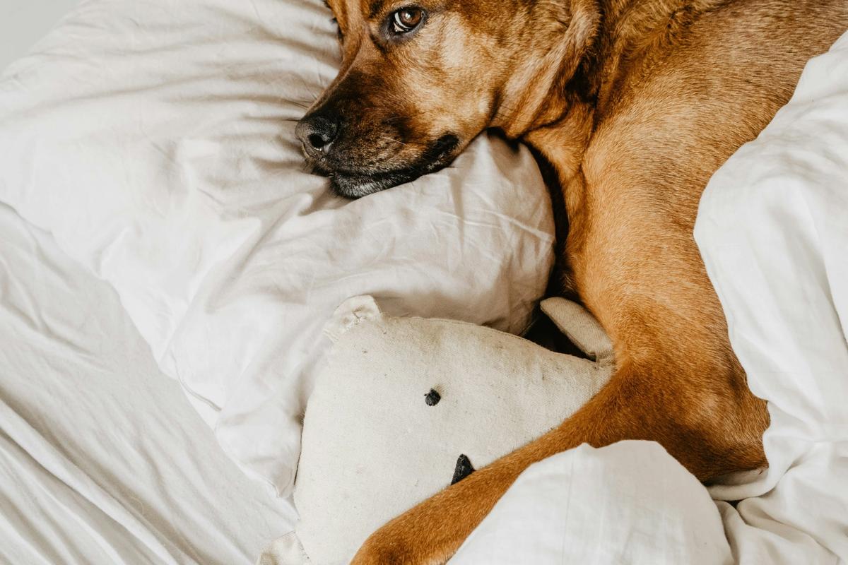a dog lies on the bed