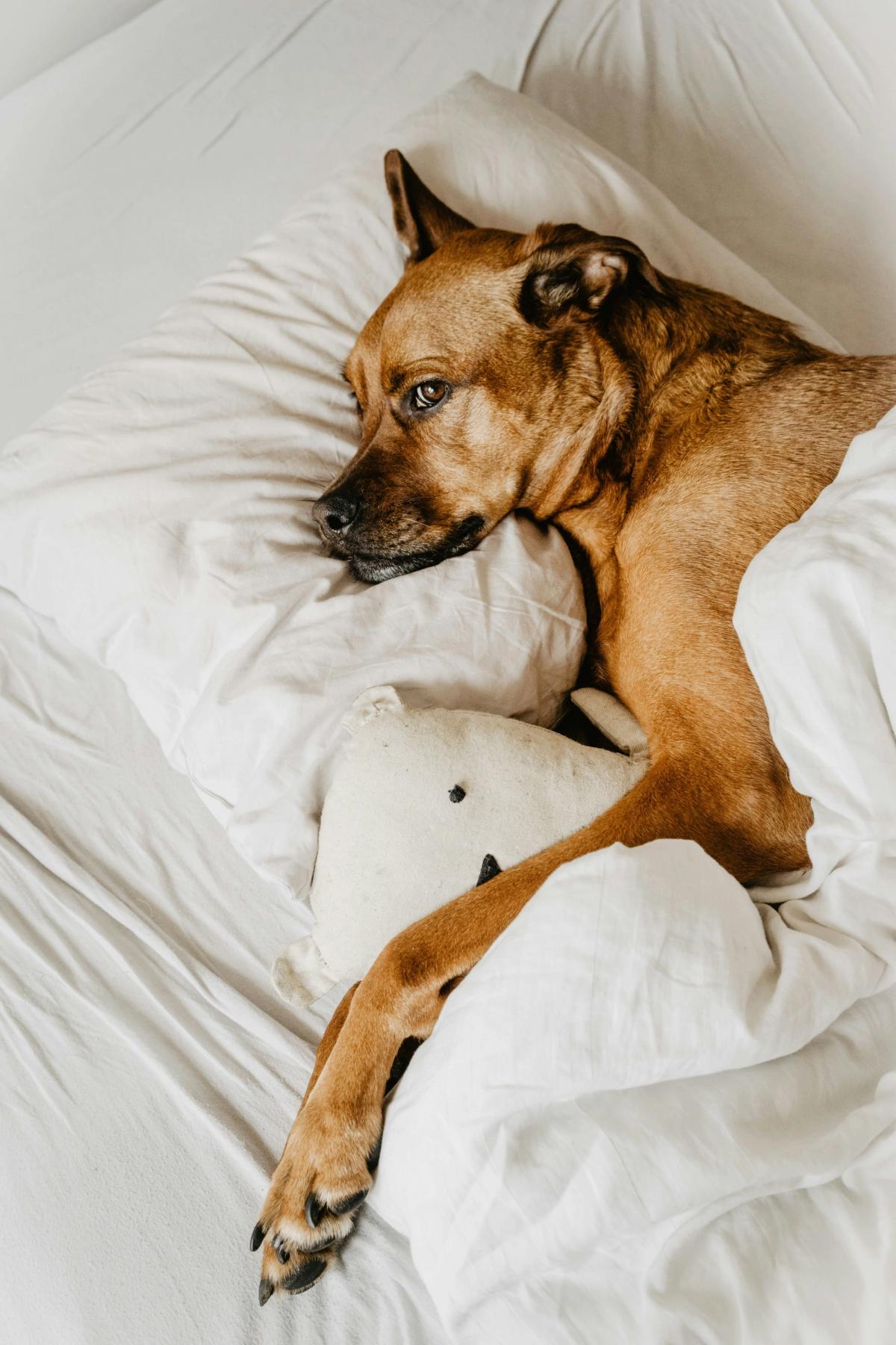 a dog lies on the bed