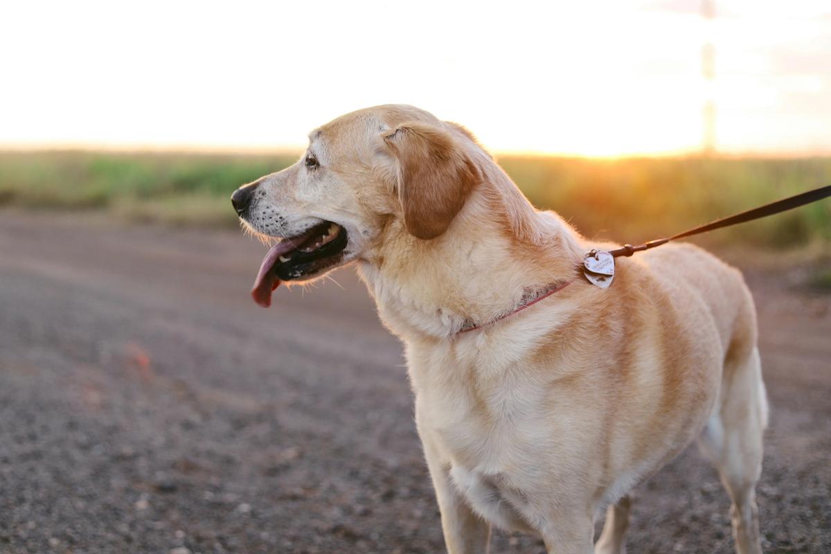 Dog GPS Trackers Just Hit $3.56 Billion. One Collar Tracks Heart Rate and Sends Alerts