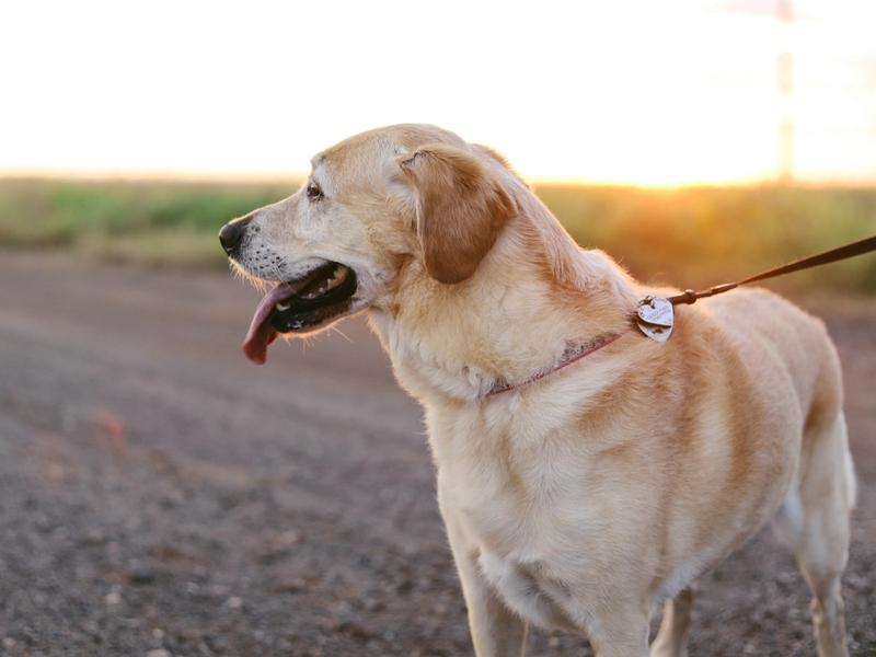 Dog GPS Trackers Just Hit $3.56 Billion. One Collar Tracks Heart Rate and Sends Alerts